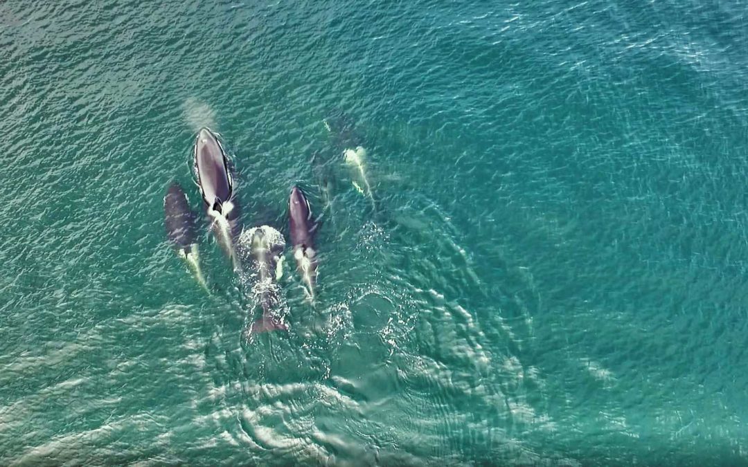 Orcas in Tofino!